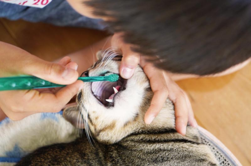 猫が歯周病になる原因とは？主な症状と予防のための歯磨き方法