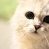 ペルシャ猫の特徴とは？性格や寿命、飼い方のポイントを解説！