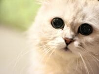 ペルシャ猫の特徴とは？性格や寿命、飼い方のポイントを解説！