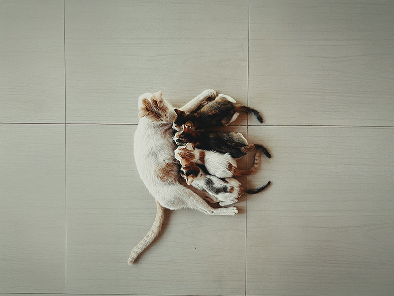 猫の妊娠