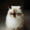 猫の吐き戻し