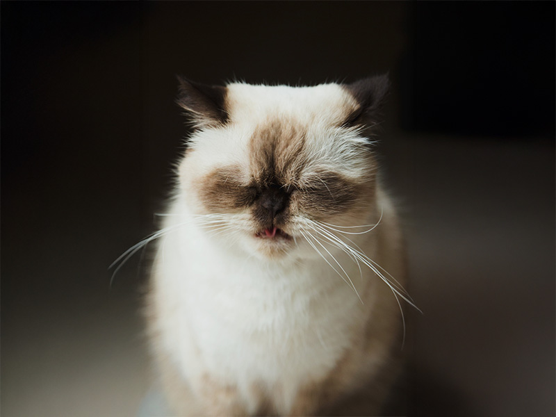 猫の吐き戻し