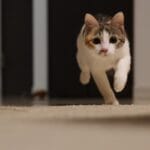 逃げるネコ cat_runaway-150x150.jpg