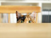 猫が頻繁に耳をかいたり痒がる原因は？注意したい病気や予防法を解説