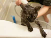 猫用シャンプーのおすすめ26選！お風呂の頻度や入れ方も解説