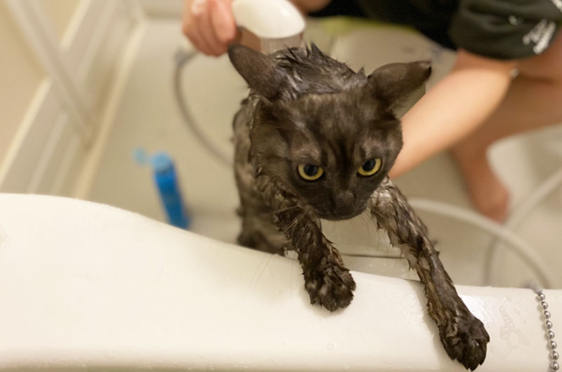猫用シャンプーのおすすめ26選！お風呂の頻度や入れ方も解説
