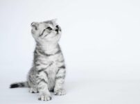 短毛の猫種