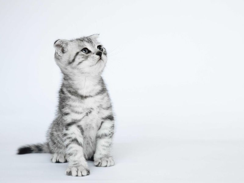 短毛の猫種