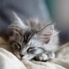 シルバー毛色の猫