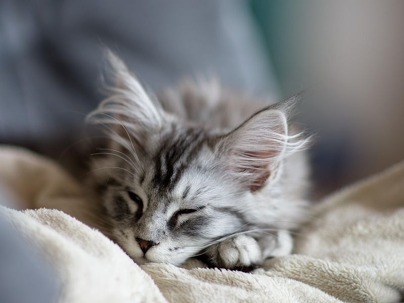 シルバー毛色の猫