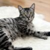サバトラ猫