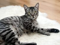 サバトラ猫
