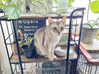 シンガプーラってどんな猫種？特徴や性格・習性、適切な飼い方