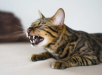 猫のくしゃみの原因や症状とは？考えられる病気や対処法について