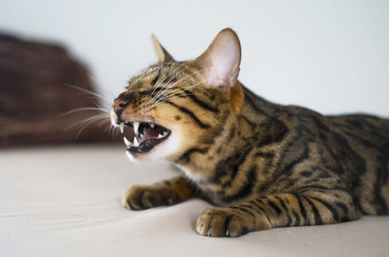 猫のくしゃみの原因や症状とは？考えられる病気や対処法について