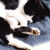 猫のいびきの原因は？考えられる病気や対処法を解説！
