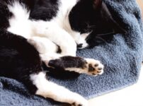猫のいびきの原因は？考えられる病気や対処法を解説！