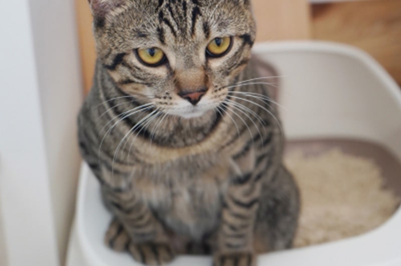 猫用システムトイレのおすすめ！手間いらずで快適なのは？