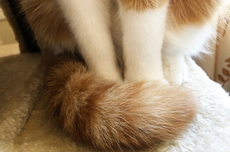 猫のしっぽが膨らむ理由とは？しっぽでわかる猫の気持ちと役割
