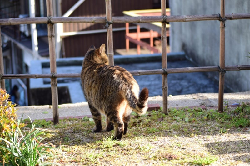 猫がしっぽを振っているときの気持ちは？役割やしっぽ以外の感情表現