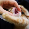愛猫の歯磨き頻度は？適切なやり方と嫌がる場合の対処法を解説