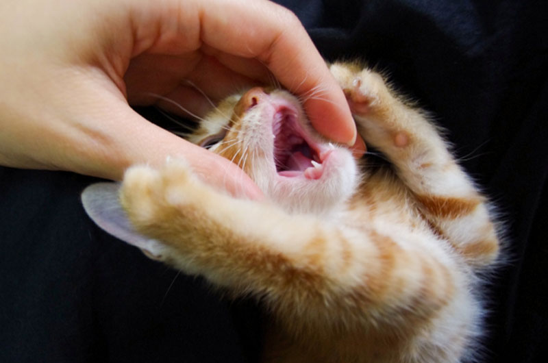 愛猫の歯磨き頻度は？適切なやり方と嫌がる場合の対処法を解説