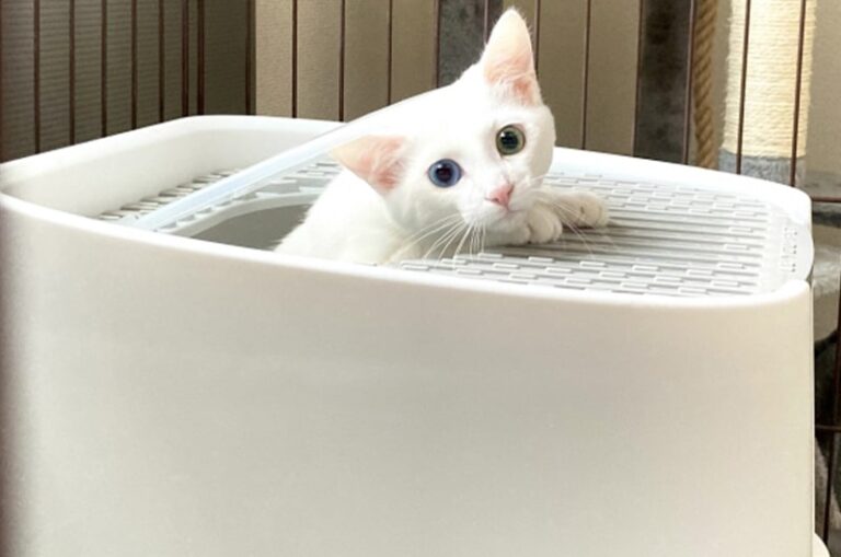 猫用トイレのおすすめ28選！選び方や使ってくれないときの対処法 nademo[なでも] ペットメディア