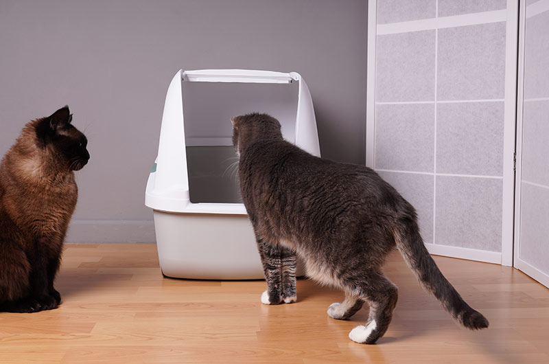 猫トイレの場所はどこが最適？NGな場所と動かす際の注意点