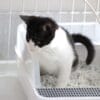 猫がトイレ以外でおしっこをする場合の原因と対処法を解説