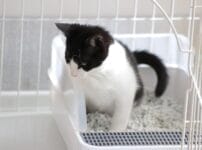 猫がトイレ以外でおしっこをする場合の原因と対処法を解説