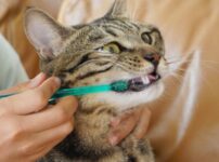 猫用歯磨き粉（ジェル）のおすすめ！どの組み合わせが良い？