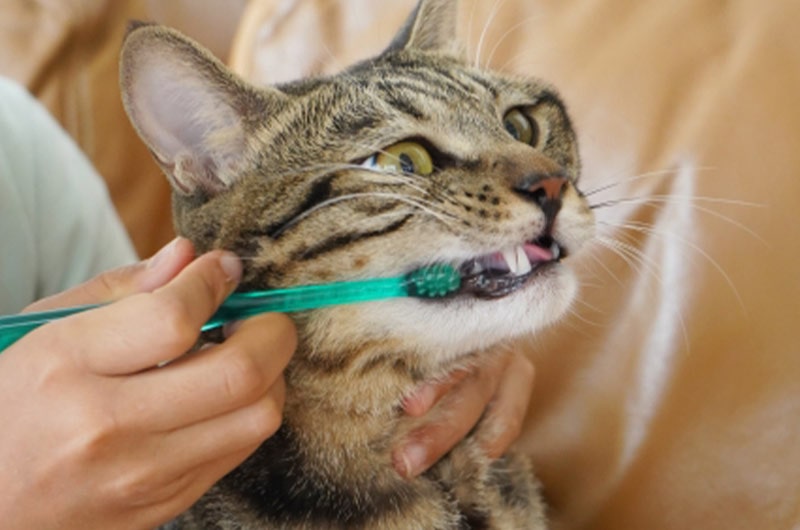 猫用歯磨き粉（ジェル）のおすすめ！どの組み合わせが良い？