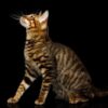 トイガーとはどんな猫種？特徴・性格や歴史、平均寿命、飼い方について