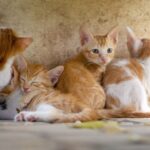 猫の種類の一覧表｜体のサイズ別・被毛の長さ別・50音順別 nademo