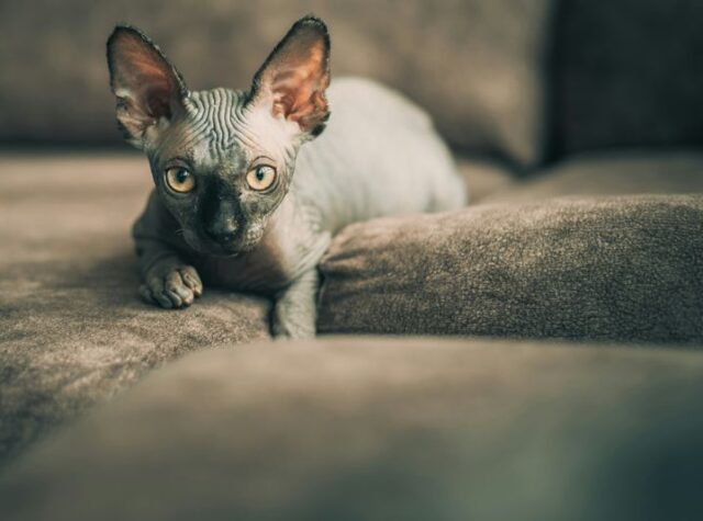 猫 種類 一覧表: 猫の品種の一覧 , 猫の種類まるわかり猫図鑑! – MYLRK