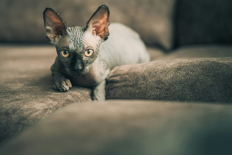 無毛（ヘアレス）猫種の種類の一覧表｜無毛や産毛の無毛種特集