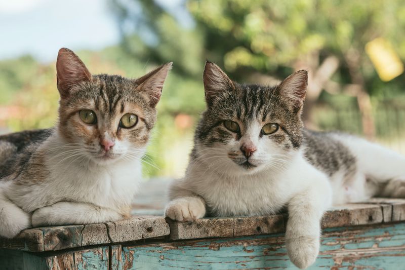 短毛（ショート）猫種の種類の一覧表｜短い被毛を持つ短毛種特集