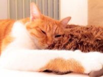 猫の意識がない状態とは？意識がなくなる原因や正しい対処法