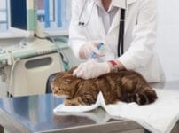 猫のワクチン接種とは？種類や費用感、接種すべき理由