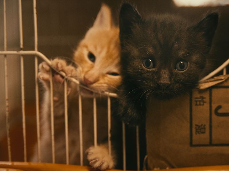 猫