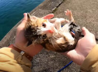 優しい飼い主さんの行動に感動……！海で保護された子猫・うみちゃんを紹介します！