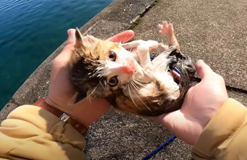 優しい飼い主さんの行動に感動……！海で保護された子猫・うみちゃんを紹介します！