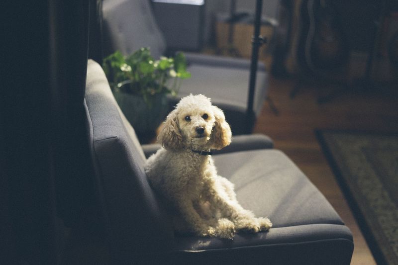 犬