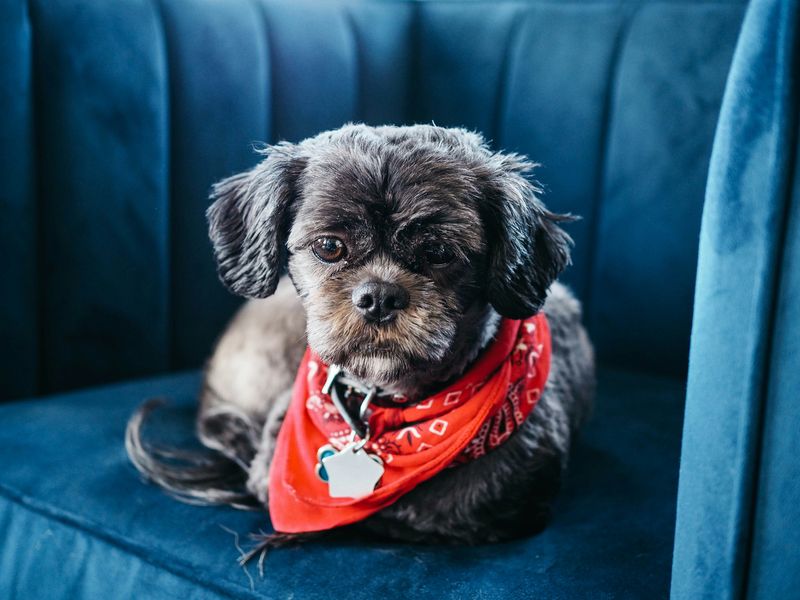 犬