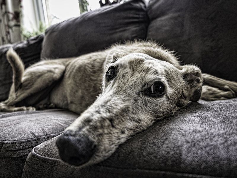 犬