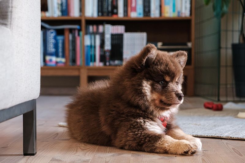 犬