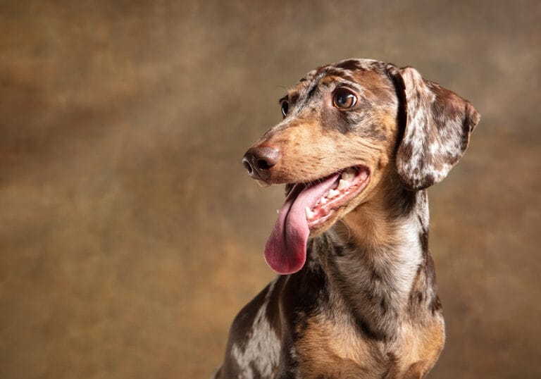 犬のアルビノとは？生まれる理由や特徴・白変種との違い nademo ペットメディア【nademo [なでも]】