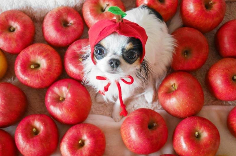 犬にりんごを与えても大丈夫！適切な与え方や量、注意点を解説