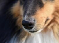犬の口臭の原因はコレ！考えられる病気や予防方法、病院受診の基準