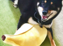 犬はバナナを食べても大丈夫！でも与え方や最適な量には注意